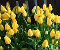 Tulip Yellow_2 